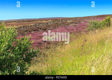 Heather beginnt zu blühen auf den Mooren in North York Moors National Park, Yorkshire Stockfoto