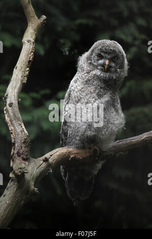 Bartkauz (Strix Nebulosa) im Zoo von Chomutov in Chomutov, Nord-Böhmen, Tschechische Republik. Stockfoto