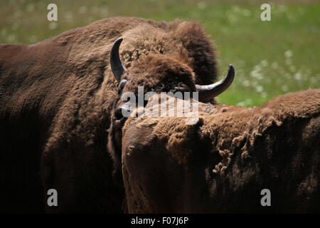 Europäische Bison (Bison Bonasus), auch bekannt als der Wisent im Zoo von Chomutov in Chomutov, Nord-Böhmen, Tschechische Republik. Stockfoto