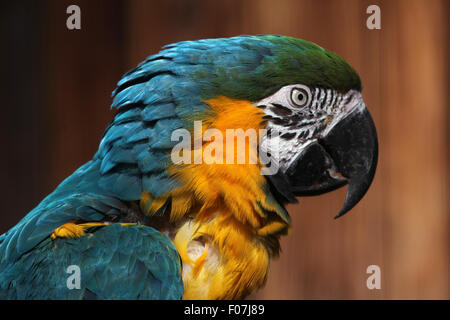 Blau-gelbe Ara (Ara Ararauna), auch bekannt als der blau und Gold Ara im Jihlava Zoo in Jihlava, Ostböhmen, Tschechische Repub- Stockfoto