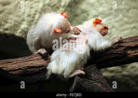 Silbrig Marmoset (Mico Argentatus) im Zoo von Jihlava in Jihlava, Ostböhmen, Tschechien. Stockfoto