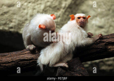 Silbrig Marmoset (Mico Argentatus) im Zoo von Jihlava in Jihlava, Ostböhmen, Tschechien. Stockfoto