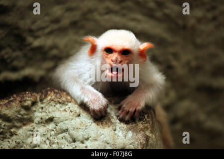 Silbrig Marmoset (Mico Argentatus) im Zoo von Jihlava in Jihlava, Ostböhmen, Tschechien. Stockfoto