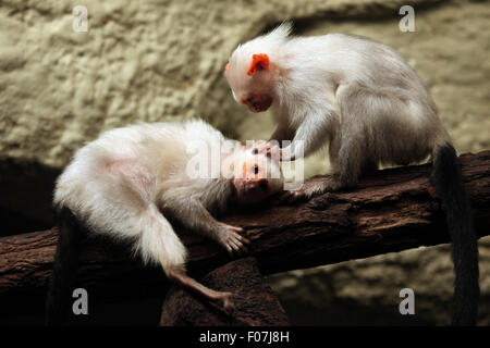 Silbrig Marmoset (Mico Argentatus) im Zoo von Jihlava in Jihlava, Ostböhmen, Tschechien. Stockfoto