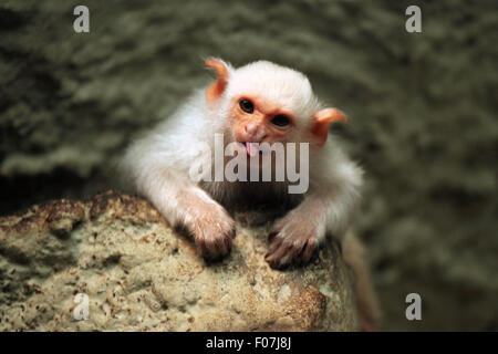 Silbrig Marmoset (Mico Argentatus) im Zoo von Jihlava in Jihlava, Ostböhmen, Tschechien. Stockfoto