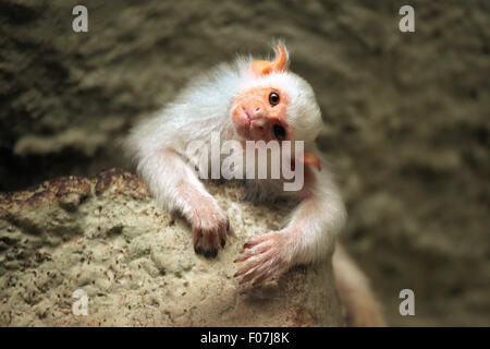 Silbrig Marmoset (Mico Argentatus) im Zoo von Jihlava in Jihlava, Ostböhmen, Tschechien. Stockfoto