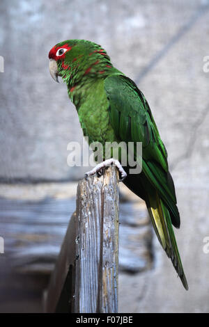 Gehrung Sittich (Psittacara Mitrata) im Zoo von Jihlava in Jihlava, Ostböhmen, Tschechien. Stockfoto