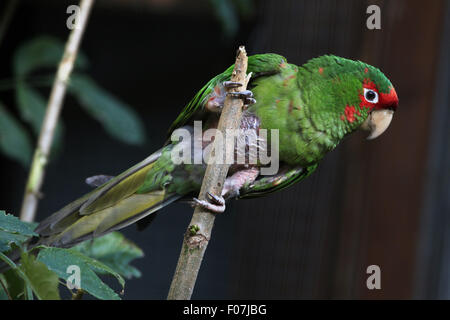 Gehrung Sittich (Psittacara Mitrata) im Zoo von Jihlava in Jihlava, Ostböhmen, Tschechien. Stockfoto