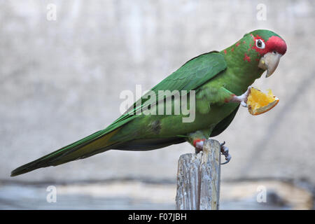 Gehrung Sittich (Psittacara Mitrata) isst ein Stück Orange im Jihlava Zoo in Jihlava, Ostböhmen, Tschechien. Stockfoto