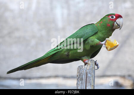 Gehrung Sittich (Psittacara Mitrata) isst ein Stück Orange im Jihlava Zoo in Jihlava, Ostböhmen, Tschechien. Stockfoto