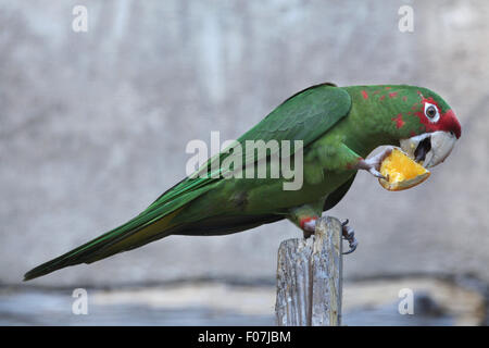 Gehrung Sittich (Psittacara Mitrata) isst ein Stück Orange im Jihlava Zoo in Jihlava, Ostböhmen, Tschechien. Stockfoto