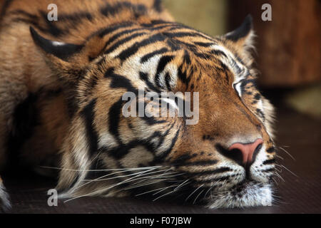 Sumatra-Tiger (Panthera Tigris Sumatrae) im Zoo von Jihlava in Jihlava, Ostböhmen, Tschechien. Stockfoto