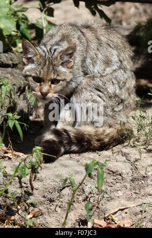 Europäische Wildkatze (Felis Silvestris Silvestris) im Zoo von Jihlava in Jihlava, Ostböhmen, Tschechien. Stockfoto