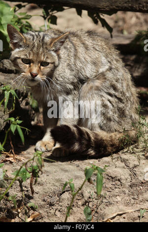 Europäische Wildkatze (Felis Silvestris Silvestris) im Zoo von Jihlava in Jihlava, Ostböhmen, Tschechien. Stockfoto