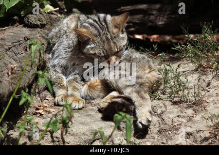 Europäische Wildkatze (Felis Silvestris Silvestris) im Zoo von Jihlava in Jihlava, Ostböhmen, Tschechien. Stockfoto