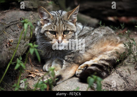 Europäische Wildkatze (Felis Silvestris Silvestris) im Zoo von Jihlava in Jihlava, Ostböhmen, Tschechien. Stockfoto