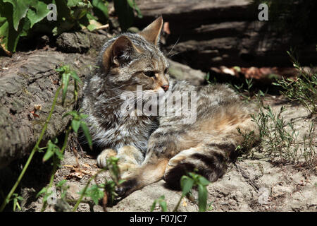 Europäische Wildkatze (Felis Silvestris Silvestris) im Zoo von Jihlava in Jihlava, Ostböhmen, Tschechien. Stockfoto