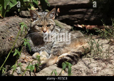 Europäische Wildkatze (Felis Silvestris Silvestris) im Zoo von Jihlava in Jihlava, Ostböhmen, Tschechien. Stockfoto