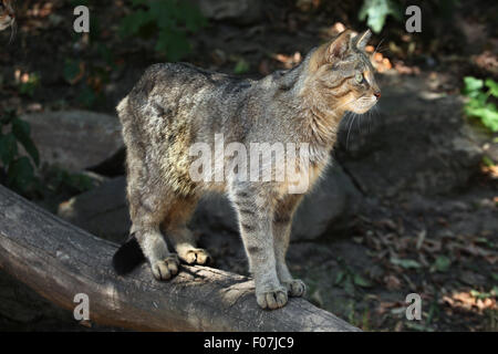 Europäische Wildkatze (Felis Silvestris Silvestris) im Zoo von Jihlava in Jihlava, Ostböhmen, Tschechien. Stockfoto