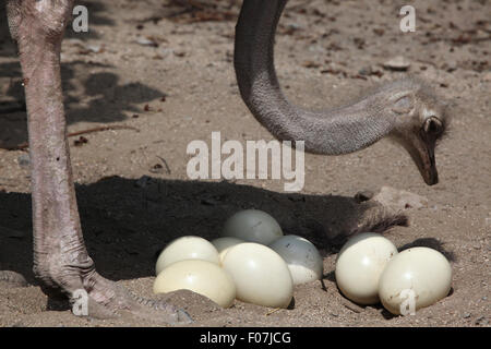 Strauß (Struthio Camelus) inspiziert seinen Eiern im Nest im Jihlava Zoo in Jihlava, Ostböhmen, Tschechien. Stockfoto