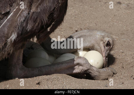 Strauß (Struthio Camelus) inspiziert seinen Eiern im Nest im Jihlava Zoo in Jihlava, Ostböhmen, Tschechien. Stockfoto