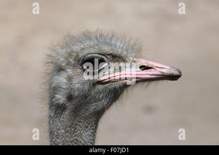 Strauß (Struthio Camelus) im Zoo von Jihlava in Jihlava, Ostböhmen, Tschechien. Stockfoto