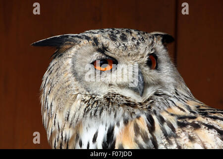 Westlichen sibirischen Uhu (Bubo Bubo Sibiricus) im Zoo von Jihlava in Jihlava, Ostböhmen, Tschechien. Stockfoto