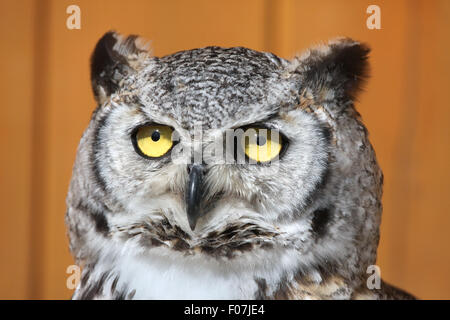 Große gehörnte Eule (Bubo Virginianus), auch bekannt als die Eule Tiger im Zoo von Jihlava in Jihlava, Ostböhmen, Tschechien. Stockfoto