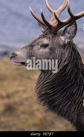 Red Deer Kopf geschossen großen Geweih linken nassen Loch Seite suchen Stockfoto