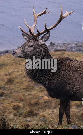 Rothirsche hautnah Kopf geschossen großen Geweih nach links im Regen von Loch Seite Stockfoto