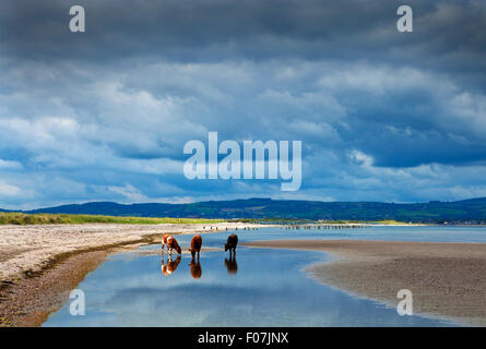 Drei Kälber auf der Cunnigar Bay in Dungarvan, County Waterford, Irland Stockfoto