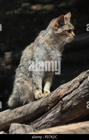 Europäische Wildkatze (Felis Silvestris Silvestris) im Zoo von Jihlava in Jihlava, Ostböhmen, Tschechien. Stockfoto