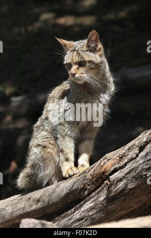 Europäische Wildkatze (Felis Silvestris Silvestris) im Zoo von Jihlava in Jihlava, Ostböhmen, Tschechien. Stockfoto