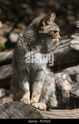 Europäische Wildkatze (Felis Silvestris Silvestris) im Zoo von Jihlava in Jihlava, Ostböhmen, Tschechien. Stockfoto