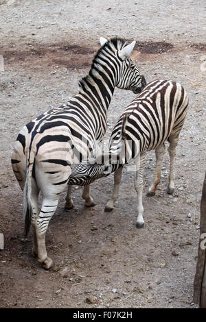Burchell Zebra (Equus Quagga Burchellii), auch bekannt als das Damara-Zebra füttern ihre Fohlen im Jihlava Zoo in Jihlava, East Südböhmen Stockfoto
