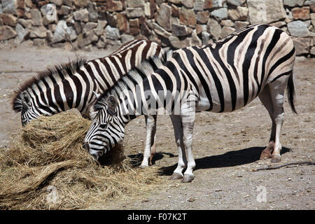 Burchell Zebra (Equus Quagga Burchellii), auch bekannt als das Damara-Zebra im Jihlava Zoo in Jihlava, Ostböhmen, Tschechischen Repub Stockfoto