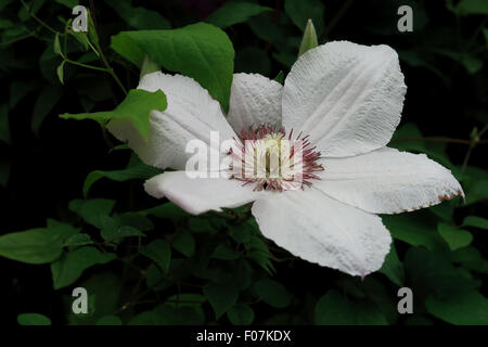 Eine Nahaufnahme von der schönen Clematis Pink Fantasy-Blume Stockfoto