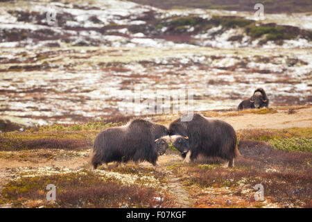 Muskox Stiere kämpfen, Ovibos moschatus, im Dovrefjell Nationalpark, Dovre, Norwegen. Stockfoto