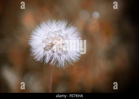 Löwenzahn in voller Blüte Stockfoto