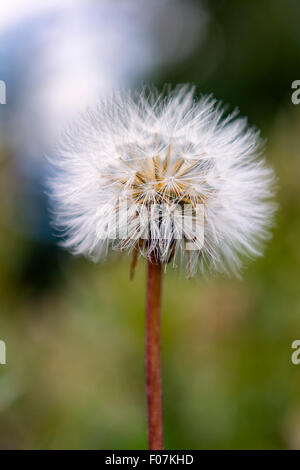 Löwenzahn in voller Blüte Stockfoto