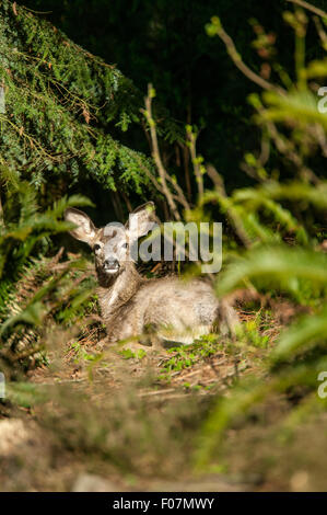 Juvenile Maultier-Rotwild auf einer kleinen Waldlichtung in Issaquah, Washington, USA Stockfoto
