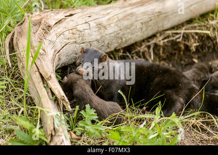 Amerikanischer Nerz Mutter bewachen ihre Babys.  Hinweis: Dies sind Gefangene Tiere. Stockfoto