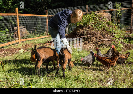 Frau und ihr 11 Wochen alten Oberhasli Ziegen und Hühner in Issaquah, Washington, USA. Stockfoto