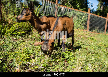 Zwei 11 Wochen alten Oberhasli Ziegen Essen Rasen in ihrem eingezäunten Gehege in Issaquah, Washington, USA. Stockfoto