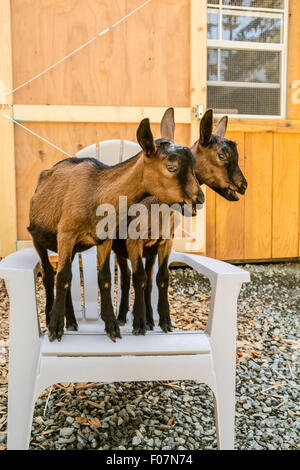 Zwei 11 Wochen alten Oberhasli Ziegen posiert auf einem weißen Liegestuhl in ihrem Gehege in Issaquah, Washington, USA Stockfoto