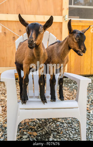 Zwei 11 Wochen alten Oberhasli Ziegen posiert auf einem weißen Liegestuhl in ihrem Gehege in Issaquah, Washington, USA Stockfoto