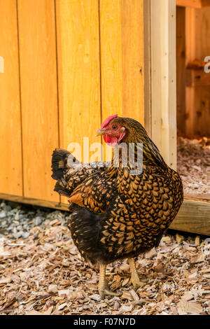 Goldene geschnürt Wyandotte Henne vor einer Scheune in Issaquah, Washington, USA Stockfoto