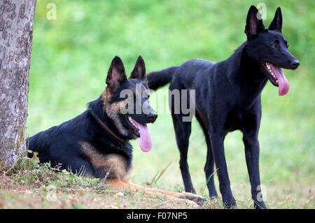 Zwei glückliche Hundefreunde außerhalb Stockfoto