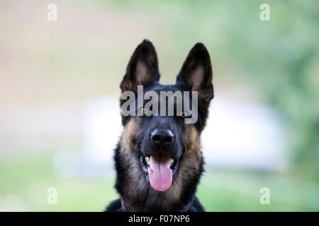 Deutscher Schäferhund Hund Portrait frontal Stockfoto