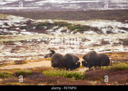 Zwei Moschusochsen Bullen kämpfen, Ovibos Moschatus im Dovrefjell Nationalpark, Dovre, Norwegen. Stockfoto